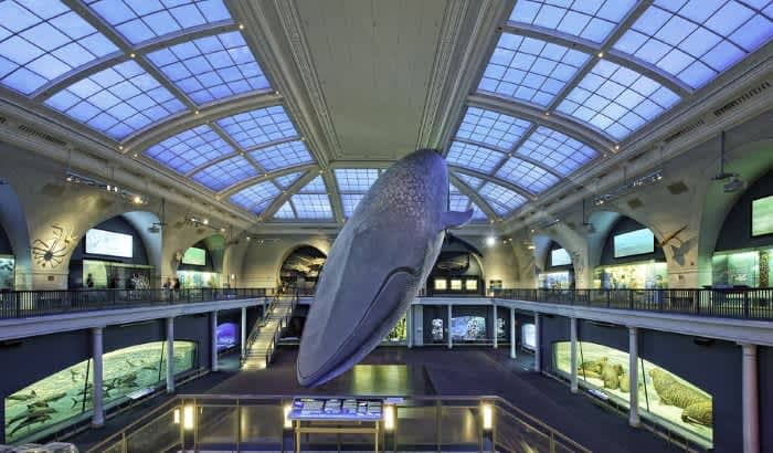 Макет кита в музее естественной истории Нью-Йорка.