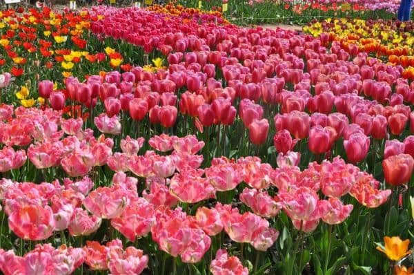 Тюльпаны Никитского ботанического сада.